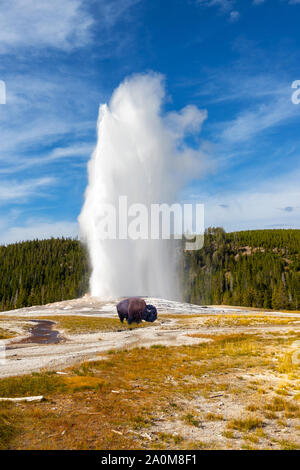Old Faithful geyser erupts at Yellowstone National Park as a young bison grazes nearby. The famous geyser erupts at an average interval of 90 mins, ex Stock Photo