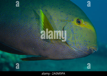 Yellowfin Surgeonfish, Acanthurus xanthopterus, Liberty Wreck dive site, Tulamben, Karangasem, Bali, Indonesia Stock Photo