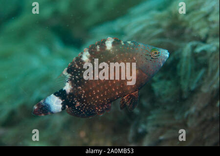 Female Floral Wrasse, Cheilinus chlorourus, Wainilu dive site, Rinca Island, Komodo National Park, Lesser Sunda Islands, Indonesia Stock Photo