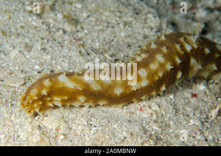 Tigertail Sea Cucumber, Holothuria hilla, on sand, Pink Beach dive site, Padar Island, Komodo National Park, Lesser Sunda Islands, Indonesia Stock Photo