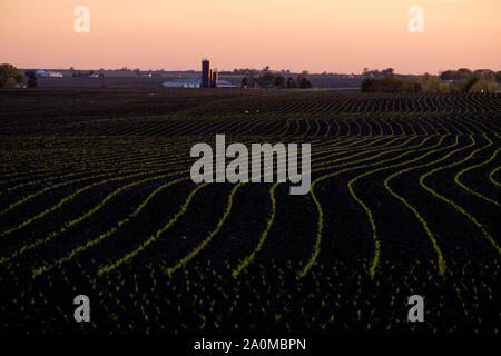 Curved rows of young spring crops emerge from the rich dark soil of a Central Illinois farm at sunset, with a farmstead on the horizon. Stock Photo