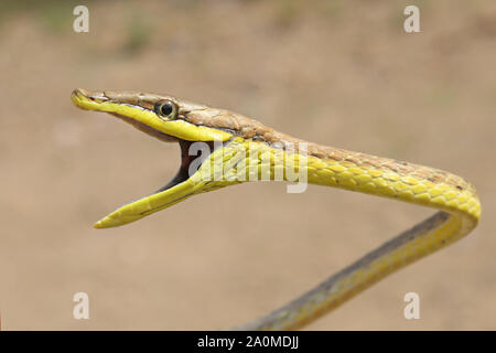 Daudin's Vine Snake (Oxybelis aeneus) Mexican Brown Vinesnake