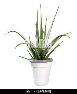 Potted Aloe vera plant isolated on white grown for its medicinal properties used in alternative medicine Stock Photo