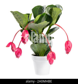 Showy pink Medinilla magnifica plant in pot, also known as the Rose grape, Lantern Plant or Philippine orchid isolated on white Stock Photo