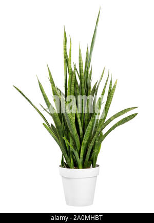 Tall Sanseviera javanica plant otherwise known as Mother In Laws Tongue or Snake Plant with its sword like decorative leaves potted in a white pot iso Stock Photo