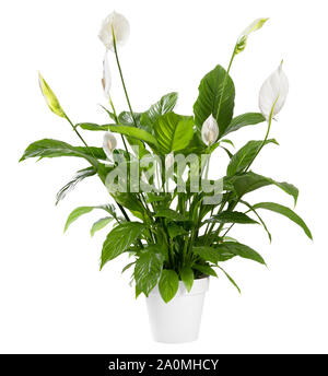 Potted Spathiphyllum plant with delicate white flowers with ornamental spathes also known as the Peace lily isolated over white background