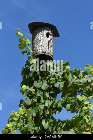 Nistkasten aus Holz fuer  Voegel im Weinberg. Nesting box made of wood for birds in the vineyard. Stock Photo