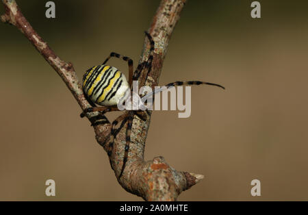 A hunting female Wasp Spider, Argiope bruennichi, perching on a branch in the UK.