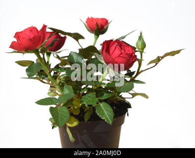 Rote Zwergrose in einem Topf. Red miniature rose in a pot. Stock Photo