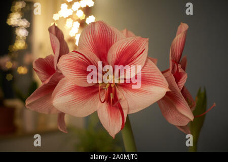 Winter scene with fresh pink amaryllis, branch of cones, cones in ceramic cup, old authentic vintage lantern with candle in front of a blue wall Stock Photo