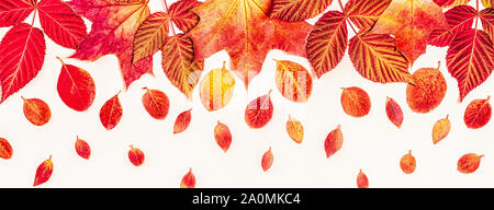 Bright, red leaves on a pastel background, copy space. Stock Photo