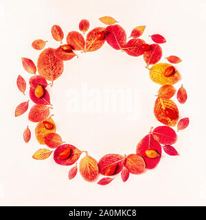 Bright, red leaves on a pastel background, copy space. Stock Photo
