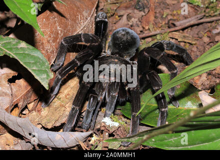 spider eating chicken