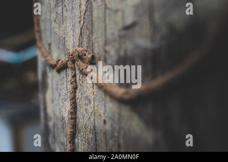 Termite Infested. Close up on termite infested wood Stock Photo