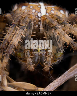Araneus diadematus spider posing on his web Stock Photo
