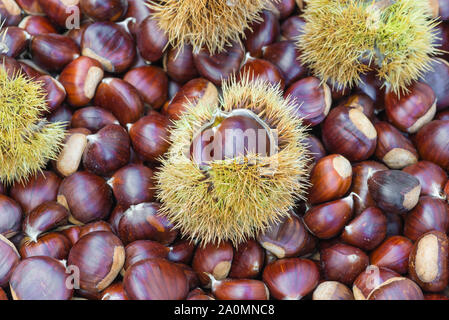 Chestnuts and chestnut burs. European species, sweet chestnut (Castanea sativa) Stock Photo