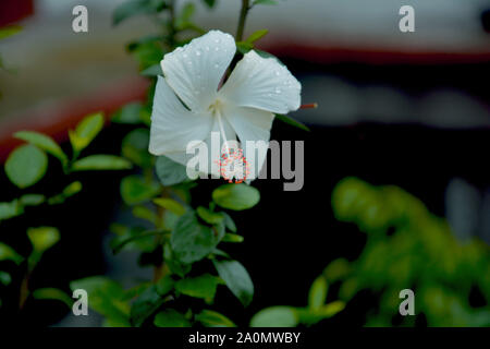 Single white China Rose ( Hibiscus Rosasinensis ) also known as Chinese hibiscus and shoeblack plant in closeup hanging down in a garden in shilling w Stock Photo