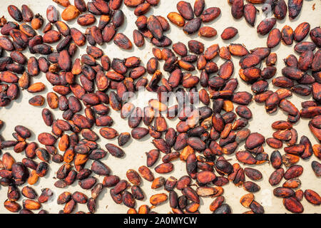 Raw Cocoa beans drying on a cacao plantation Stock Photo
