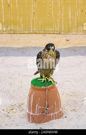 Hooded falcon perched at a shop in the Falcon Souq, Doha, Qatar Stock Photo