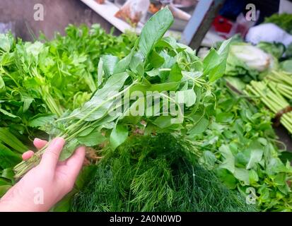 Vegetable and Herb, Hand Holding Fresh Lemon Basil, Hoary Basil. Its Fragrant Lemon Scent and Used for Seasoning in Cooking. Stock Photo