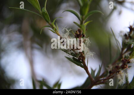 Flowering Wattles of the Narrow-Leaved Paperbark Snow-in-Summer (Melaleuca Linariifolia) Gold Coast, Australia Stock Photo