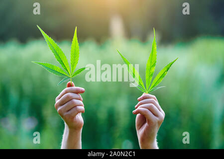 green leaf of cannabis in hand,marijuana plant in hand,Hand holding young cannabis plant grown commercially for hemp production. Industrial hemp oil a Stock Photo