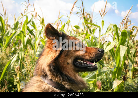 German Shepherd crossbreed dog, portrait in front of a cornfield