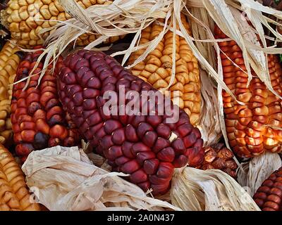 Colorful red and yellow corncobs Stock Photo