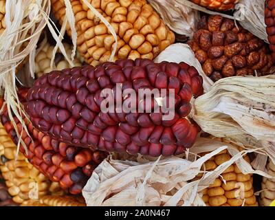 Colorful red and yellow corncobs Stock Photo