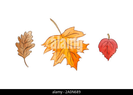 Hand drawn watercolor autumn leaves isolated on white background. Stock Photo