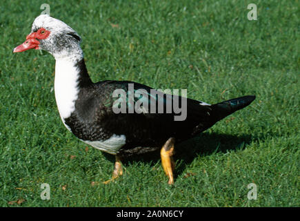 MUSCOVY DUCK  (Cairina moschata)  domestic, walking on dew covered grass. Stock Photo