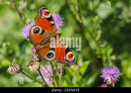 Colorful peacock butterfly, Inachis io, sitting on purple thistle flower in a meadow with open red, violet, black and yellow wings. Sunny day. Stock Photo