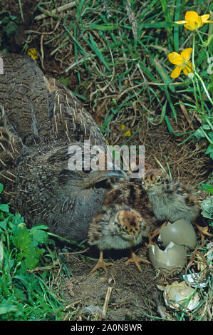 COMMON or GREY PARTRIDGE  Perdix perdix with newly hatched chicks Stock Photo