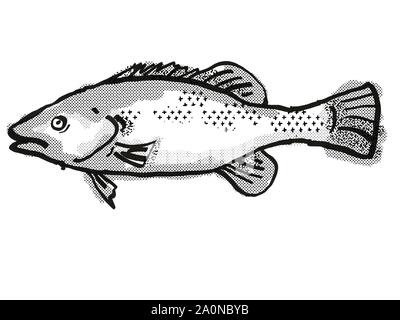 Retro cartoon style drawing of a Trout Cod  , a native Australian marine life species viewed from side on isolated white background done in black and Stock Photo