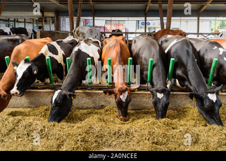 Cows feeding in a stable at Estonian eco friendly milk farm Stock Photo