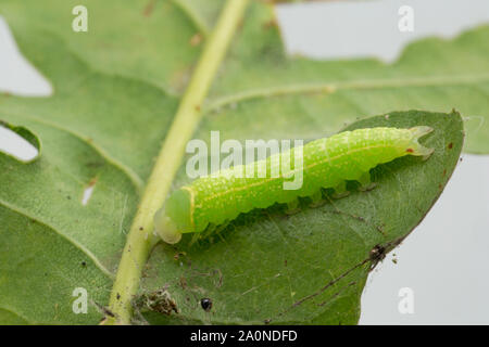 The caterpillar, or larva, of the Green Silver-Lines moth, Pseudoips prasinana britannica, found on an oak leaf and photographed on a white background Stock Photo