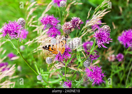 A Close-up Of An Orange Burdock (vanessa Cardui) Butterfly On A Purple 