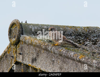 Female Kestrel (Falco tinnunculus) sat on a lichen covered barn roof in Lincolnshire. Stock Photo