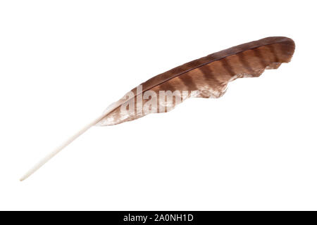 Brown striped bird feather on white background isolated close up, natural quill of bird of prey, old writing tool design, eagle, falcon, hawk feather Stock Photo