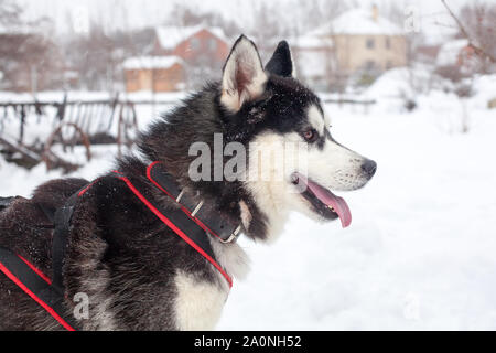 One beautiful Siberian Husky with pink tongue on white snow background close up, black furry Alaskan Malamute with red harness on winter season nature Stock Photo