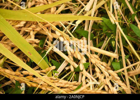 Freshly harvested Koshihikari rice (Asian rice -  Oryza sativa) rests on the grass in Yuzawa, Niigata, Japan. Stock Photo