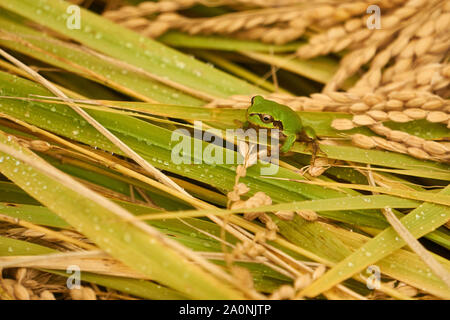 Green Japanese tree frog (Hyla japonica) rests on some freshly cut Japanese koshihikari Asian rice (Oryza sativa) in Yuzawa, Niigata, Japan Stock Photo