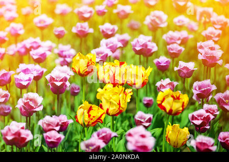 Red, yellow and purple tulips flowers on sunny blurred background close up, summer blooming tulips field colorful spring flowers blossom with sunlight Stock Photo