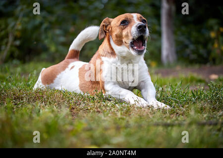 cute beautiful dog Jack Russell on a walk yawns and stretches Stock Photo