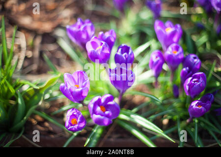 Many purple crocus flowers grow on green grass blurred background close up macro, first spring flower purple saffron on springtime sunny day Stock Photo