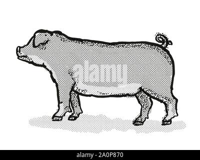 Retro cartoon style drawing of a Duroc sow or boar, a pig breed viewed from side on isolated white background done in black and white Stock Photo