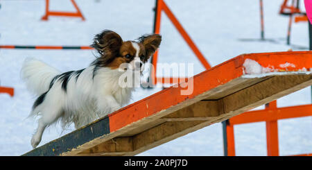 Papillon sales agility competition