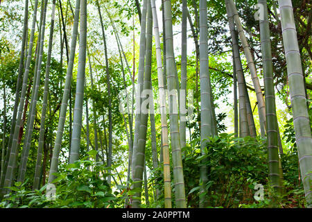 High bamboo trees in a green bamboo forest background texture Stock Photo