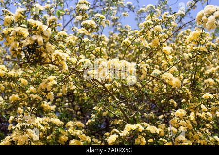 Many yellow roses flowers, Rosa banksiae or Lady Banks' rose flower blooming in summer garden, spring blossom rose bush branches closeup on sunny sky Stock Photo