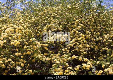 Many yellow roses flowers, Rosa banksiae or Lady Banks' rose flower blooming in summer garden, spring blossom rose bush branches closeup on sunny sky Stock Photo